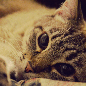pallorde