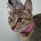 tikymiau