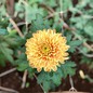 ashu238