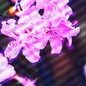 nguyenthihatrang.vtabigc