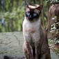felineperry