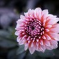 graphicsuhd