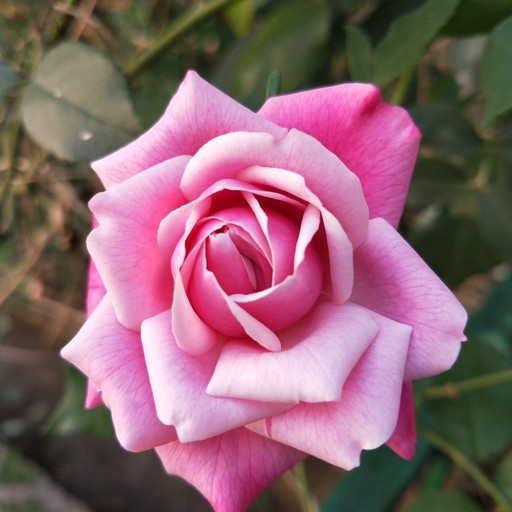 neelamlokhare